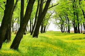 九如山槐树林樱桃谷