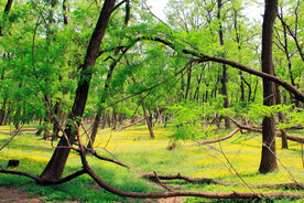 东营孤岛槐树林