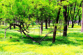 东营孤岛槐树林