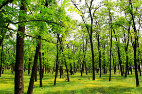 东营孤岛槐树林