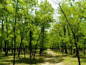 东营孤岛槐树林