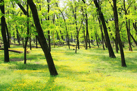 东营孤岛槐树林