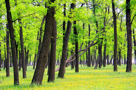 东营孤岛槐树林