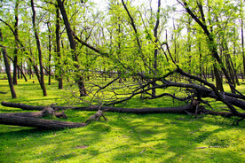 东营孤岛槐树林