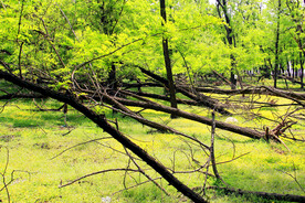 东营孤岛槐树林