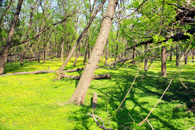 东营孤岛槐树林