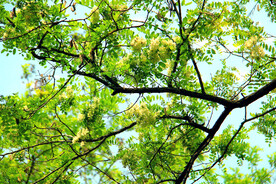 东营孤岛槐树林