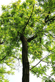 东营孤岛槐树林