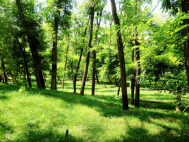 东营孤岛槐树林