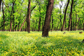 东营孤岛槐树林