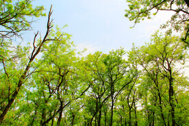 东营孤岛槐树林