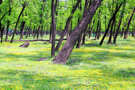 东营孤岛槐树林