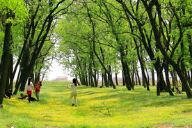 东营孤岛槐树林