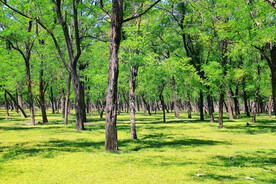 东营孤岛槐树林