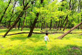 东营孤岛槐树林