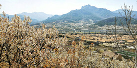 青岛崂山樱桃谷