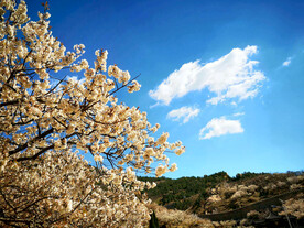青岛崂山樱桃谷