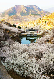 青岛崂山樱桃谷