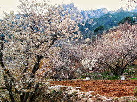 青岛崂山樱桃谷
