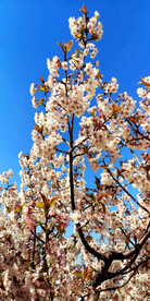 青岛崂山樱桃谷