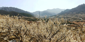 青岛崂山樱桃谷