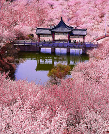 青岛崂山樱桃谷