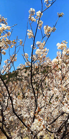 青岛崂山樱桃谷