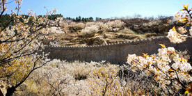 青岛崂山樱桃谷