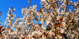 青岛崂山樱桃谷