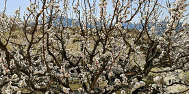 青岛崂山樱桃谷