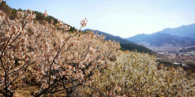 青岛崂山樱桃谷