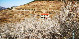 青岛崂山樱桃谷