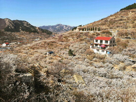 青岛崂山樱桃谷