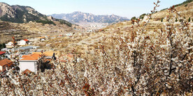 青岛崂山樱桃谷