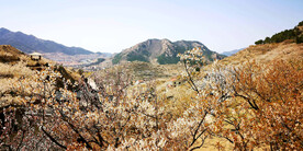 青岛崂山樱桃谷