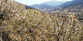 青岛崂山樱桃谷