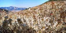 青岛崂山樱桃谷