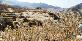 青岛崂山樱桃谷