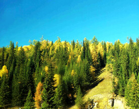 新疆喀纳斯风光