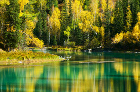 新疆喀纳斯风光