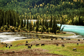 新疆喀纳斯风光