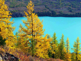 新疆喀纳斯风光