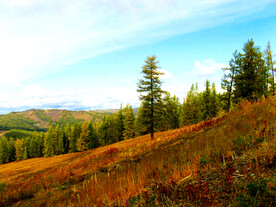 新疆喀纳斯风光