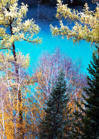 新疆喀纳斯风光