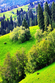 新疆喀纳斯风光