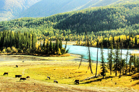 新疆喀纳斯风光