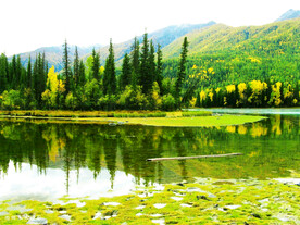 新疆喀纳斯风光