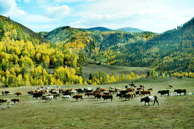 新疆喀纳斯风光