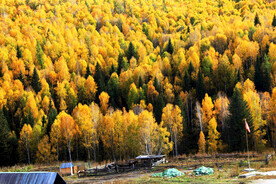 新疆喀纳斯风光