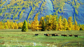 新疆喀纳斯风光